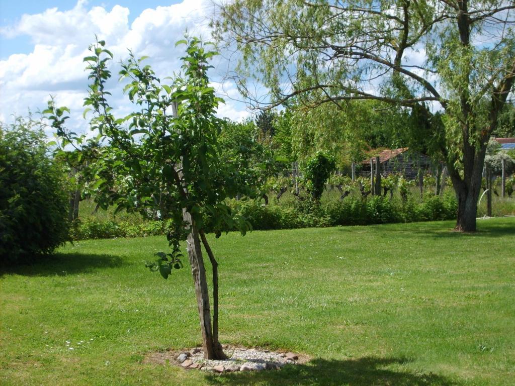 Le Chalet Des Vignes Bed & Breakfast Monbazillac Exterior photo